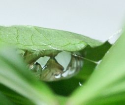 ダイミョウセセリの蛹