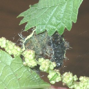 アカタテハ幼虫