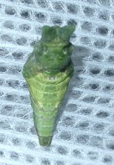 オナガアゲハ蛹