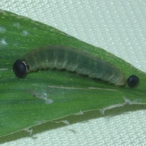 コチャバネセセリの幼虫2