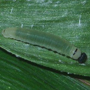 コチャバネセセリの幼虫1