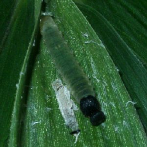 コチャバネセセリの幼虫1