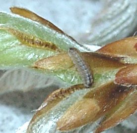 オミドリシジミ幼虫