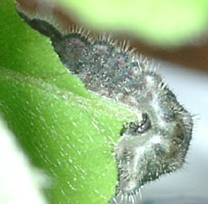 オオミドリシジミの幼虫