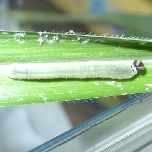 ホソバセセリの終齢幼虫