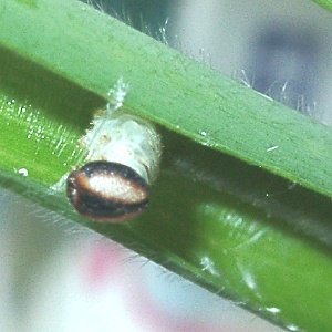 ホソバセセリの終齢幼虫