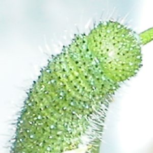 スジグロシロチョウ幼虫