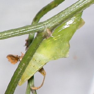 スジグロシロチョウの蛹