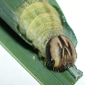 イチモンジセセリ幼虫