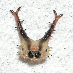 オオムラサキ幼虫　頭部抜け殻