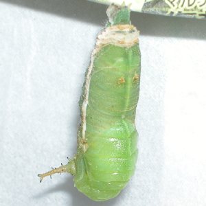 オオムラサキ幼虫