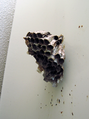 ３年越しのアシナガバチの巣