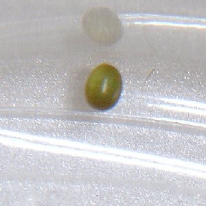 オオシモフリスズメ卵