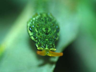 ミヤマカラスアゲハ幼虫
