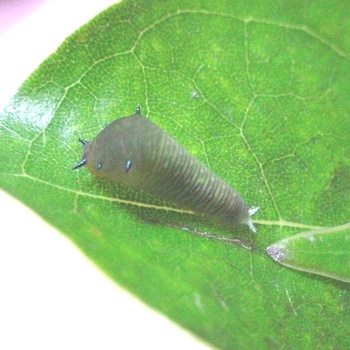 アオスジアゲハ若齢幼虫