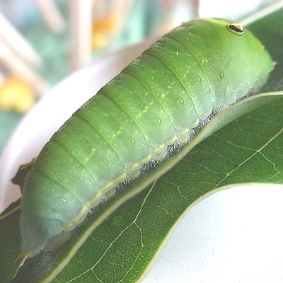 アオスジアゲハ５齢幼虫