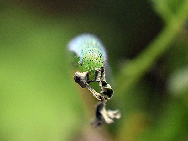 有田さんが撮影されたクモマツマキチョウの幼虫