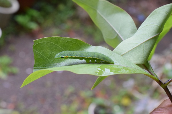 有田さんが撮影されたツマベニチョウの幼虫写真