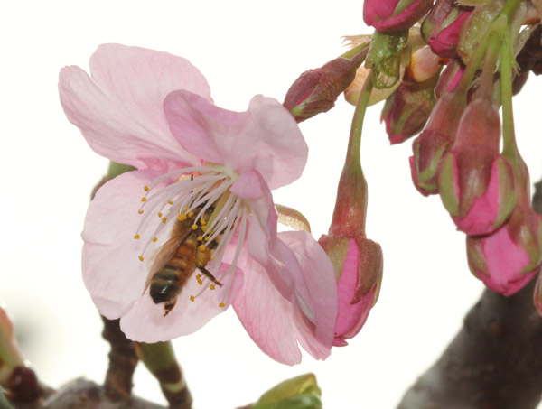 Eさん撮影のカワヅザクラに訪花のセイヨウミツバチ