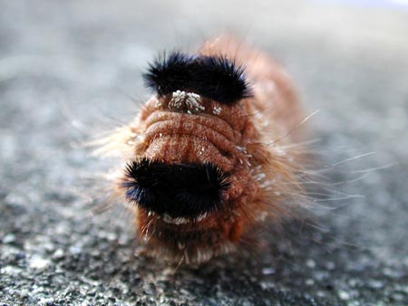 クヌギカレハの幼虫