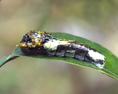モンキアゲハ若齢幼虫
