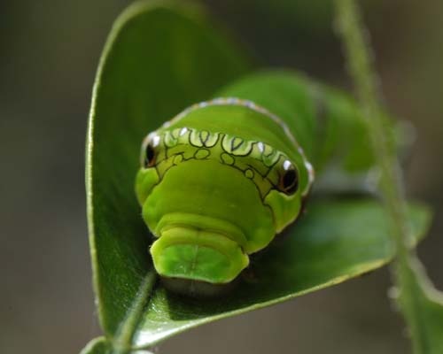 モンキアゲハ終齢幼虫