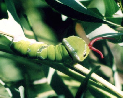 モンキアゲハ終齢幼虫
