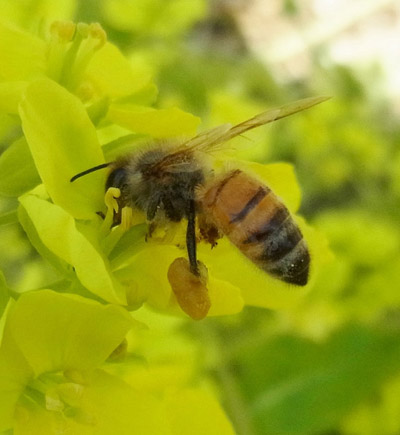 大森さん撮影のなの花と花粉団子をつけているミツバチ