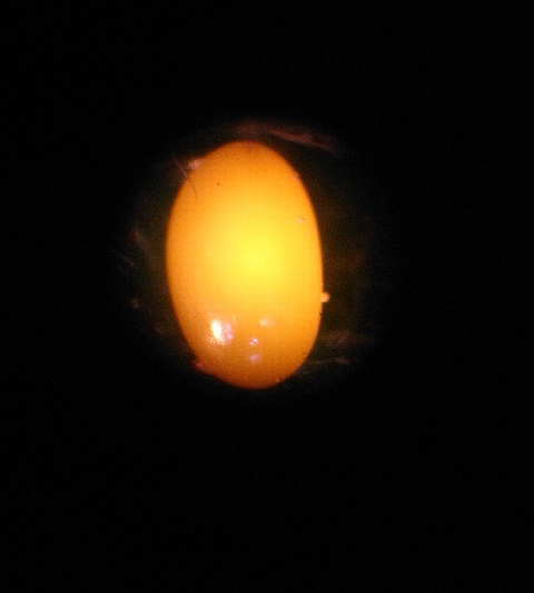 大森拓郎さん撮影のオトシブミの卵