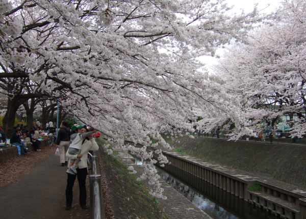Suzyさん撮影の桜です。　　　　　　　善福寺川の桜並木