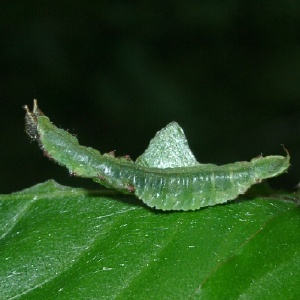 マダラカギバ終齢幼虫