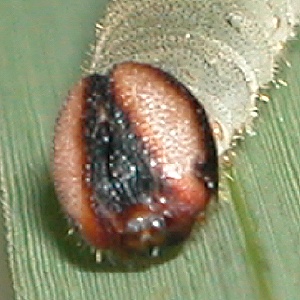 ホソバセセリ終齢幼虫