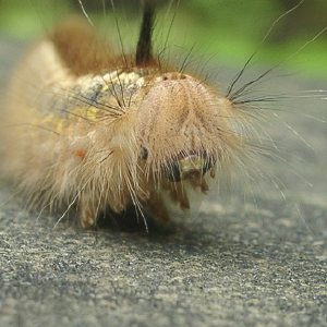 タケカレハ幼虫