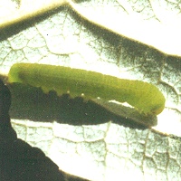 キノカワガ幼虫