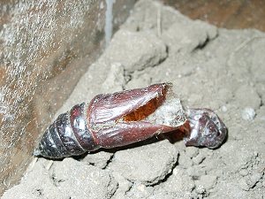 シモフリスズメの蛹の殻