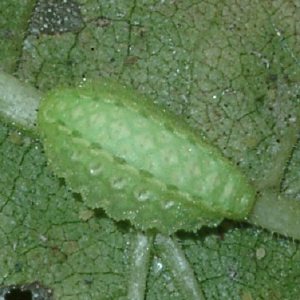 ムラサキイラガ幼虫
