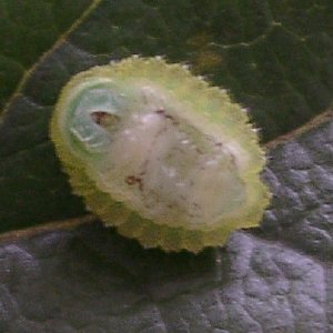 ムラサキイラガ幼虫