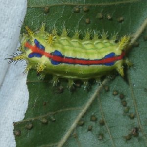 クロシタアオイラガ幼虫