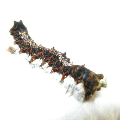 キバラケンモン幼虫
