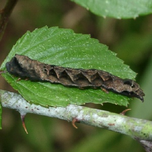 モントガリバ幼虫