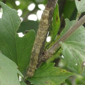 オオアカキリバの終齢幼虫