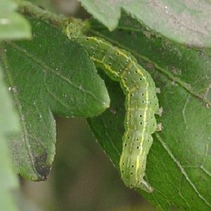 オオアカキリバの亜終齢幼虫