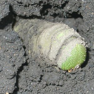 トビイロスズメの終齢幼虫