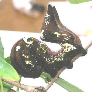アケビコノハ終齢幼虫