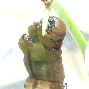 アケビコノハ終齢幼虫
