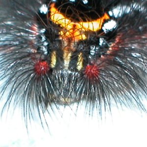 モンシロドクガ幼虫1