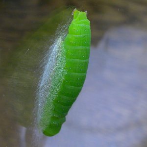 キノカワガの幼虫