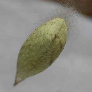 キノカワガ蛹