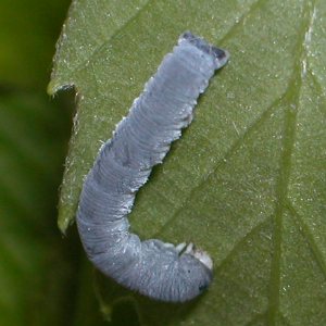 ニトベエダシャク幼虫