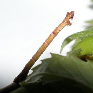 キバラヒメアオシャク幼虫
